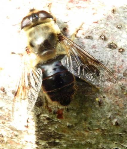 Eristalis tenax